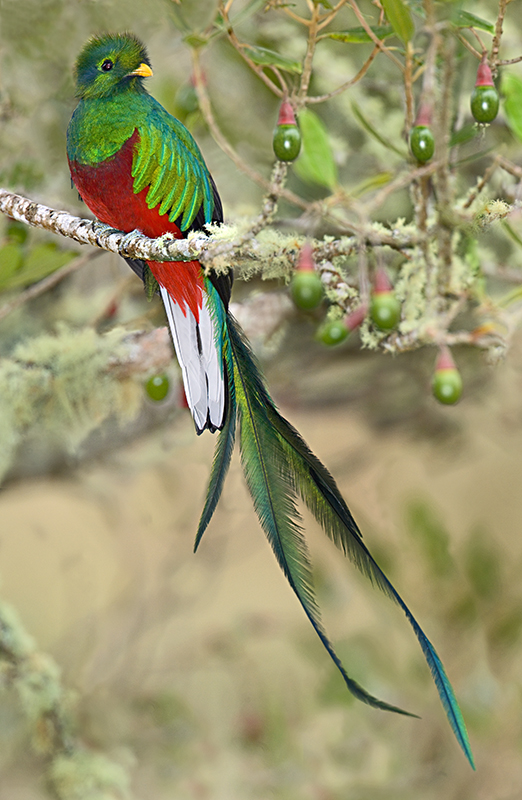 Quetzal